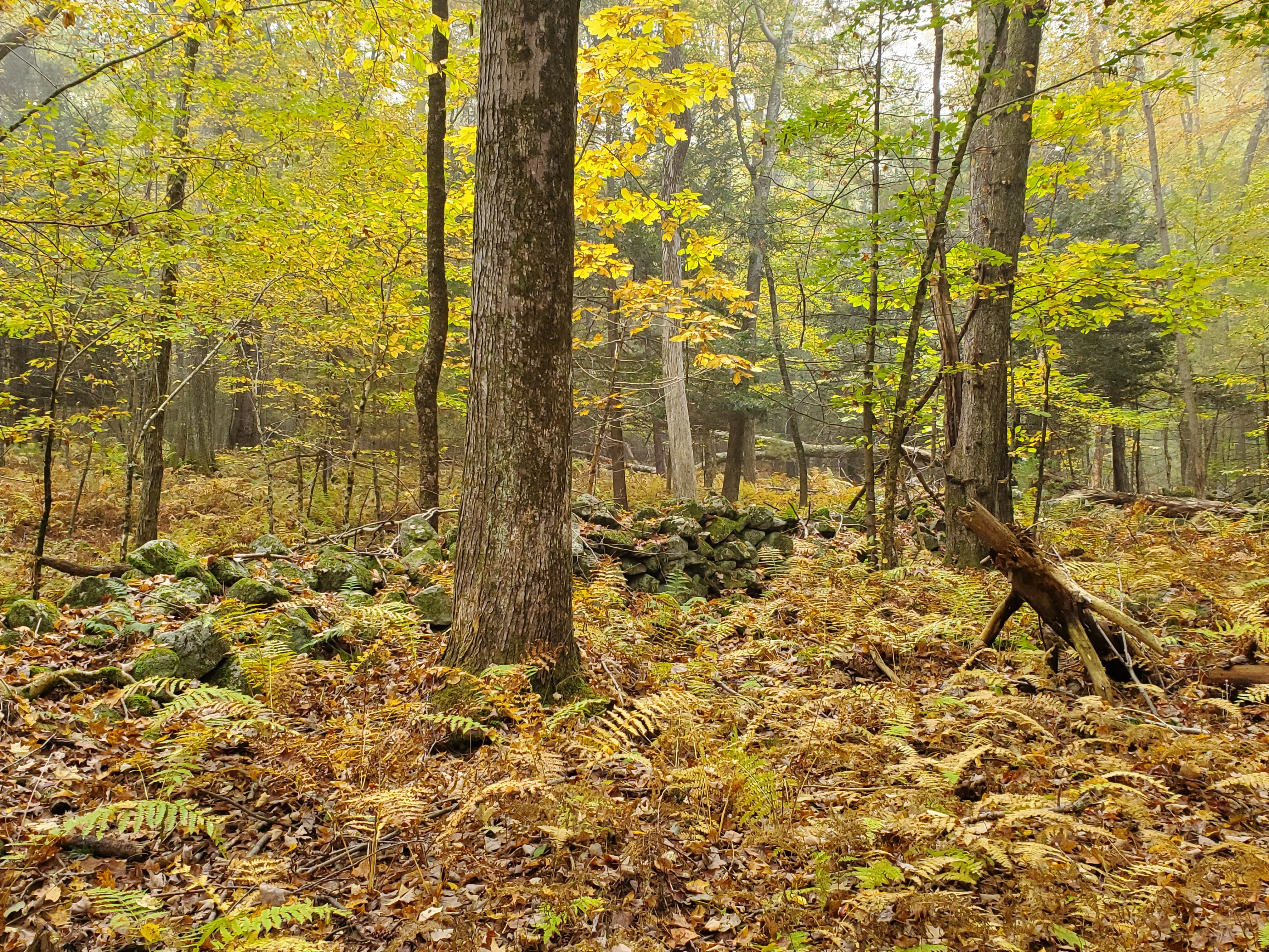 A lovely stone wall in golden fall foliage at the newly acquired Brouthers CR property in Monson, MA.